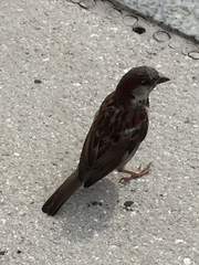 Passer domesticus