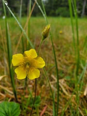 Geum calthifolium