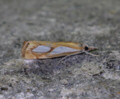Catoptria