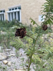 Desmanthus illinoensis