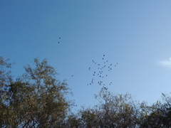 Aratinga nenday