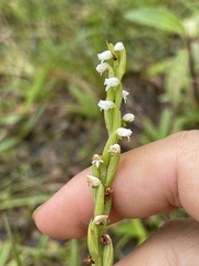 Peristylus intrudens