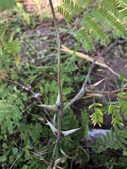 Vachellia cornigera