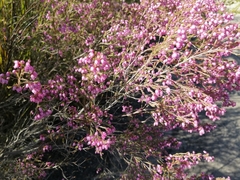 Erica gracilis
