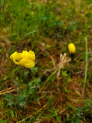 Geum calthifolium