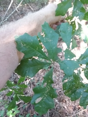 Quercus austrina