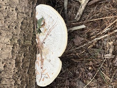 Trametes lactinea