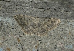 Scopula submutata