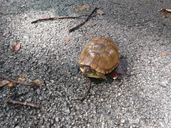 Terrapene carolina triunguis