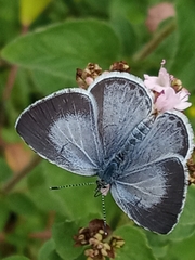 Celastrina argiolus