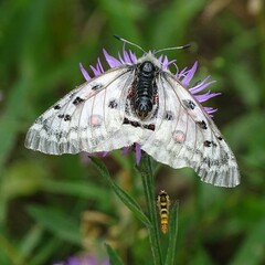 Parnassius apollo