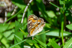Phyciodes pulchella
