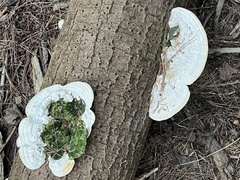 Trametes lactinea