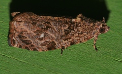 Sycacantha