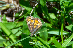 Phyciodes pulchella