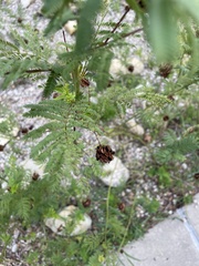 Desmanthus illinoensis