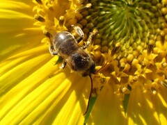 Melissodes trinodis
