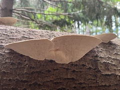 Trametes lactinea