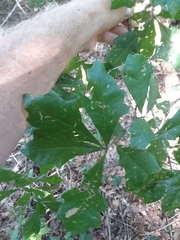 Quercus austrina