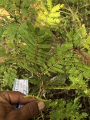 Vachellia cornigera