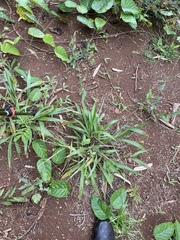 Paspalum paniculatum