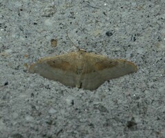 Idaea degeneraria