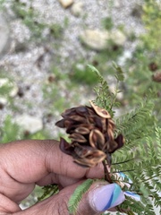 Desmanthus illinoensis