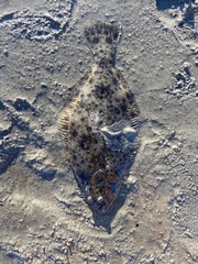 Paralichthys californicus