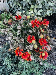 Gaillardia pulchella