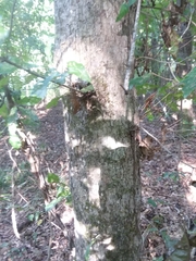 Quercus austrina