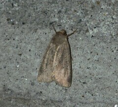 Agrochola laevis