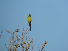 Aratinga nenday
