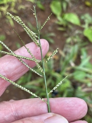 Paspalum paniculatum