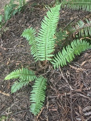 Polystichum