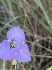 Augochloropsis metallica