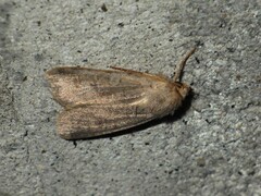 Agrochola laevis