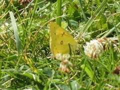 Colias eurytheme