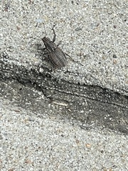 Naupactus