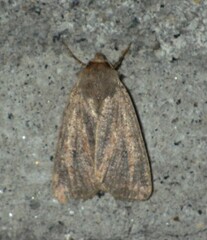 Agrochola laevis