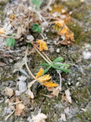 Phragmidium potentillae