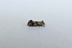Acrolophus piger