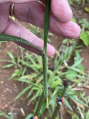 Paspalum paniculatum