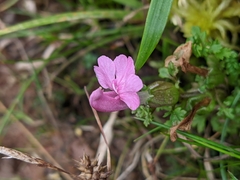 Pedicularis sylvatica