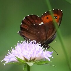 Erebia ligea