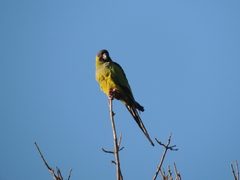 Aratinga nenday