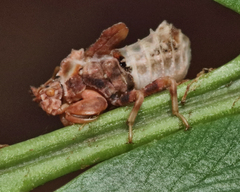 Phymata fasciata