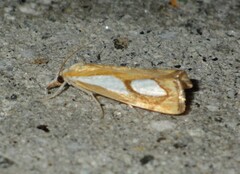 Catoptria
