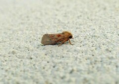 Acrolophus plumifrontella
