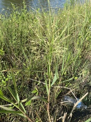 Panicum repens