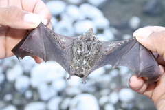 Rhynchonycteris naso